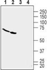 TROY (extracellular) Antibody in Western Blot (WB)