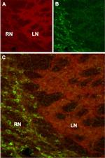HCN4 Antibody in Immunohistochemistry (IHC)