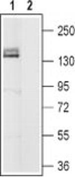 HCN4 Antibody in Western Blot (WB)