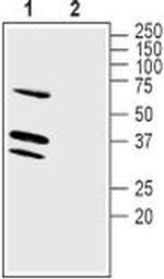 LRRC26 Antibody in Western Blot (WB)
