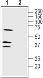 LRRC26 Antibody in Western Blot (WB)