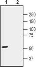 CD294 (CRTH2) (extracellular) Antibody in Western Blot (WB)