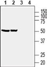 PTGER4 Antibody in Western Blot (WB)