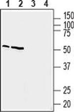 PTGER4 Antibody in Western Blot (WB)
