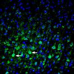 PLXNA3 (extracellular) Antibody in Immunohistochemistry (Frozen) (IHC (F))