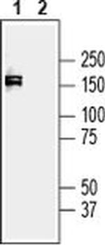 PLXNA3 (extracellular) Antibody in Western Blot (WB)