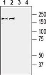 PLXNA3 (extracellular) Antibody in Western Blot (WB)