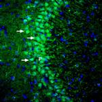 SAPAP1 Antibody in Immunohistochemistry (Frozen) (IHC (F))