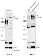 RyR1 Antibody in Western Blot (WB)