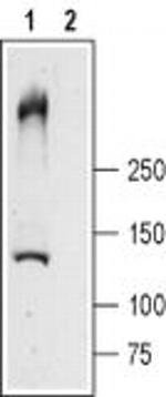 RyR1 Antibody in Western Blot (WB)