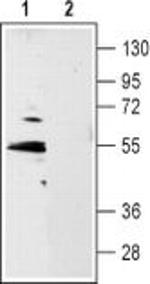HTR1B (extracellular) Antibody in Western Blot (WB)