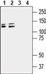 CD100 (extracellular) Antibody in Western Blot (WB)