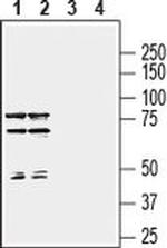 SEMA7A (extracellular) Antibody in Western Blot (WB)