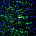 SLITRK1 (extracellular) Antibody in Immunohistochemistry (Frozen) (IHC (F))