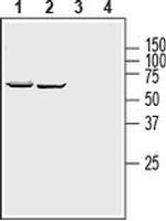 SLC39A8 (extracellular) Antibody in Western Blot (WB)