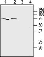 SLC39A8 (extracellular) Antibody in Western Blot (WB)
