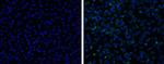 Japanese Encephalitis Envelope Protein Antibody in Immunocytochemistry (ICC/IF)