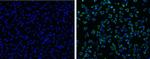 Japanese Encephalitis Envelope Protein Antibody in Immunocytochemistry (ICC/IF)