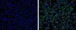 Japanese Encephalitis Virus NS3 Polyclonal Antibody