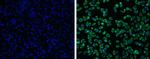 Japanese Encephalitis Virus NS3 Antibody in Immunocytochemistry (ICC/IF)