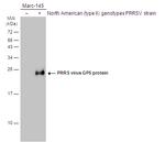 PRRS Virus GP5 Protein Polyclonal Antibody