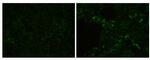 PRRS Virus M Protein Polyclonal Antibody