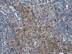 PRRS Virus M Protein Antibody in Immunohistochemistry (Paraffin) (IHC (P))