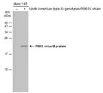 PRRS Virus M Protein Antibody in Western Blot (WB)