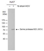 Hepatitis C Virus NS3 Polyclonal Antibody