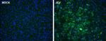 Japanese Encephalitis Virus NS5 Polyclonal Antibody