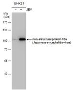 Japanese Encephalitis Virus NS5 Antibody in Western Blot (WB)