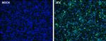 Japanese Encephalitis Virus NS1 Polyclonal Antibody