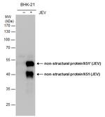 Japanese Encephalitis Virus NS1 Antibody in Western Blot (WB)