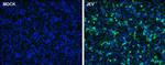 Japanese Encephalitis Virus NS1 Polyclonal Antibody