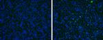 Japanese Encephalitis Virus prM Protein Polyclonal Antibody