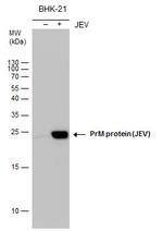 Japanese Encephalitis Virus prM Protein Antibody in Western Blot (WB)