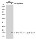 West Nile Virus Capsid Protein C Polyclonal Antibody