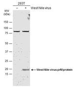 West Nile Virus prM Protein Polyclonal Antibody