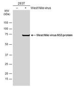 West Nile Virus NS3 Protein Antibody in Western Blot (WB)
