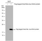 West Nile Virus NS4A Protein Antibody in Western Blot (WB)
