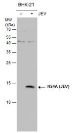 Japanese Encephalitis Virus NS4A Polyclonal Antibody