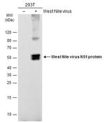 West Nile Virus NS1 Protein Antibody in Western Blot (WB)