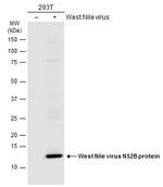 West Nile Virus NS2B Protein Polyclonal Antibody