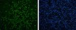 Enterovirus 71 VP1 Polyclonal Antibody