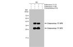 Enterovirus 71 VP2 Antibody in Western Blot (WB)