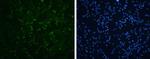 Enterovirus 71 VP3 Polyclonal Antibody