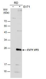 Enterovirus 71 VP3 Antibody in Western Blot (WB)
