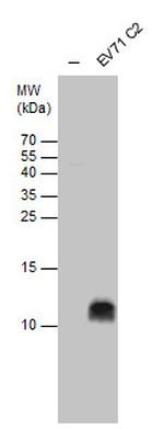Enterovirus 71 2B Antibody in Western Blot (WB)