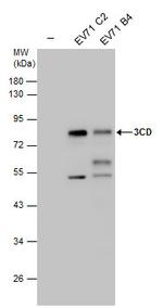 Enterovirus 71 3CD Polyclonal Antibody