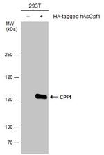 CPF1 Antibody in Western Blot (WB)